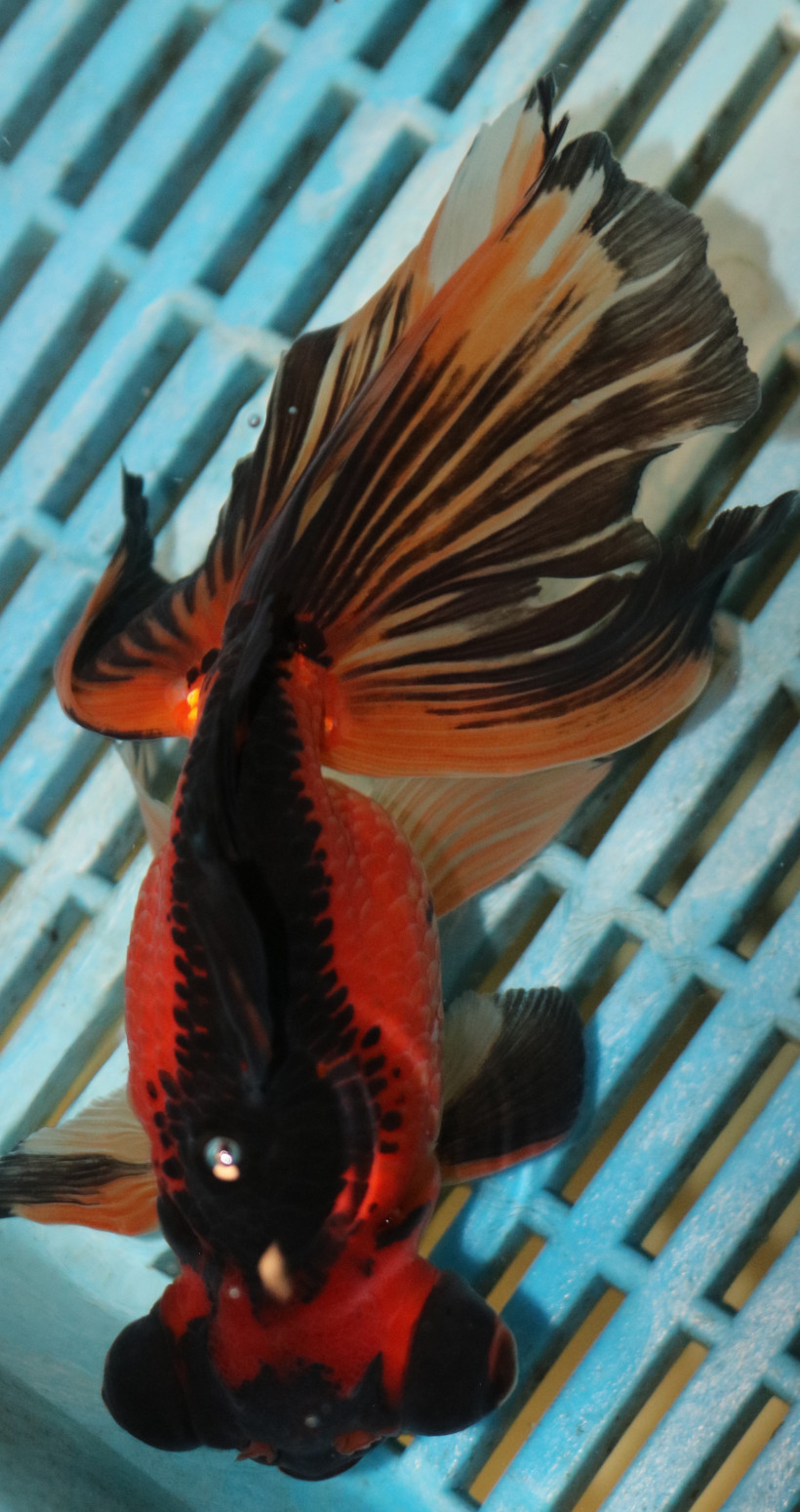 High Quality Moor 15-18cm (AM208)
