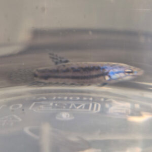 Samurai Alien Betta Female