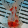 High Quality Oranda 13-15cm (VC11)