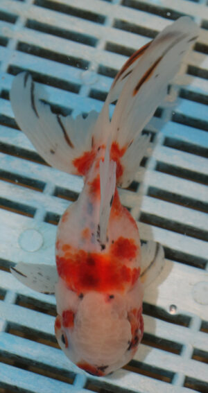 High Quality Oranda 13-15cm (VC11)