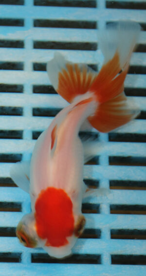 High Quality Telescopic Eye Fantail 9-11cm (VC24)