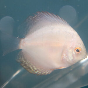 White Gray Discus 5/6cm
