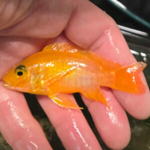 Photographed Peacock Cichlid 7-8cm (10)