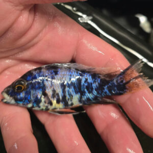 Photographed Peacock Cichlid 9-11cm (28)