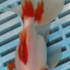 High Quality Oranda 13-15cm (AM108)