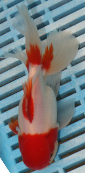 High Quality Oranda 13-15cm (AM108)