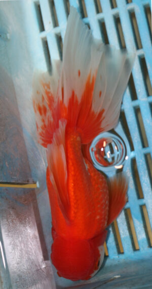 High Quality Oranda 15-18cm (AM209)