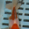 8-9cm High Quality Oranda (AM259)