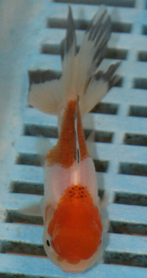 8-9cm High Quality Oranda (AM259)