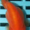 7-8cm High Quality Ranchu  (MK42)