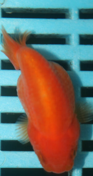 7-8cm High Quality Ranchu  (MK42)