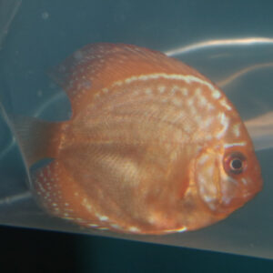 Purple Turquoise Discus 5/6cm 