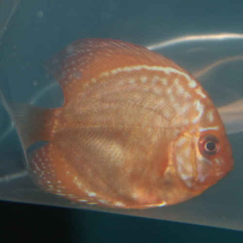 Purple Turquoise Discus 5/6cm