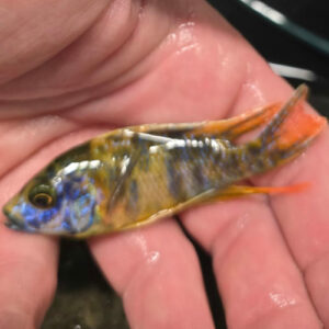 Photographed Peacock Cichlid 7-8cm (11)