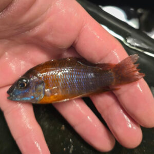 Photographed Peacock Cichlid 9-11cm (29)