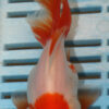 High Quality Oranda 11-13cm (AM80)