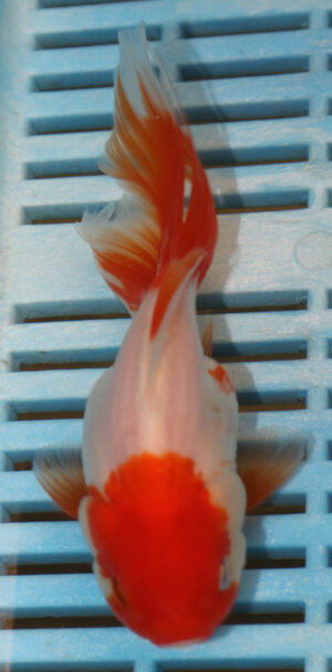 High Quality Oranda 11-13cm (AM80)