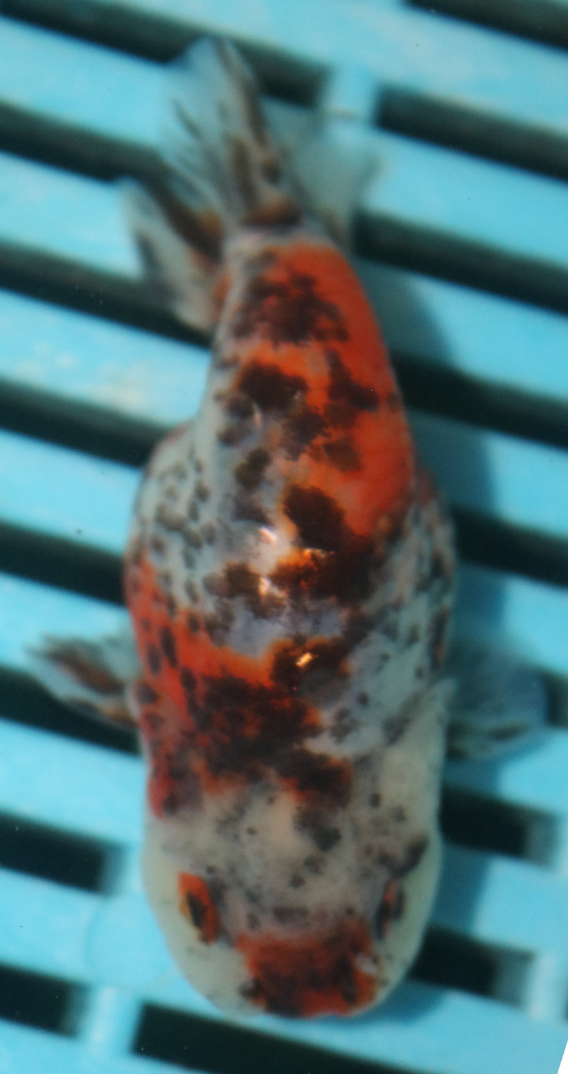8-9cm High Quality Ranchu Calico (MK30)