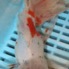 High Quality Oranda 15-18cm (AM120)