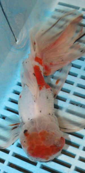 High Quality Oranda 15-18cm (AM120)