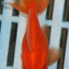 8-9cm High Quality Moor (AM260)