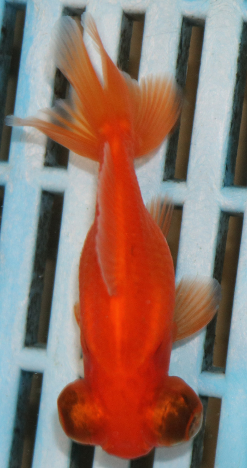 8-9cm High Quality Moor (AM260)