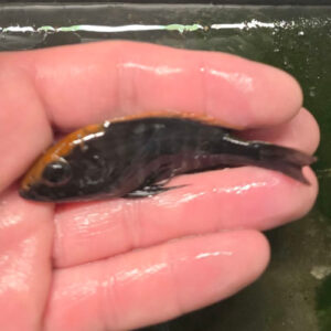 Photographed Peacock Cichlid 7-8cm (12)