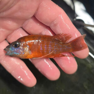 Photographed Peacock Cichlid 9-11cm (30)
