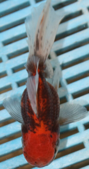 High Quality Oranda 9-11cm (AM51)  