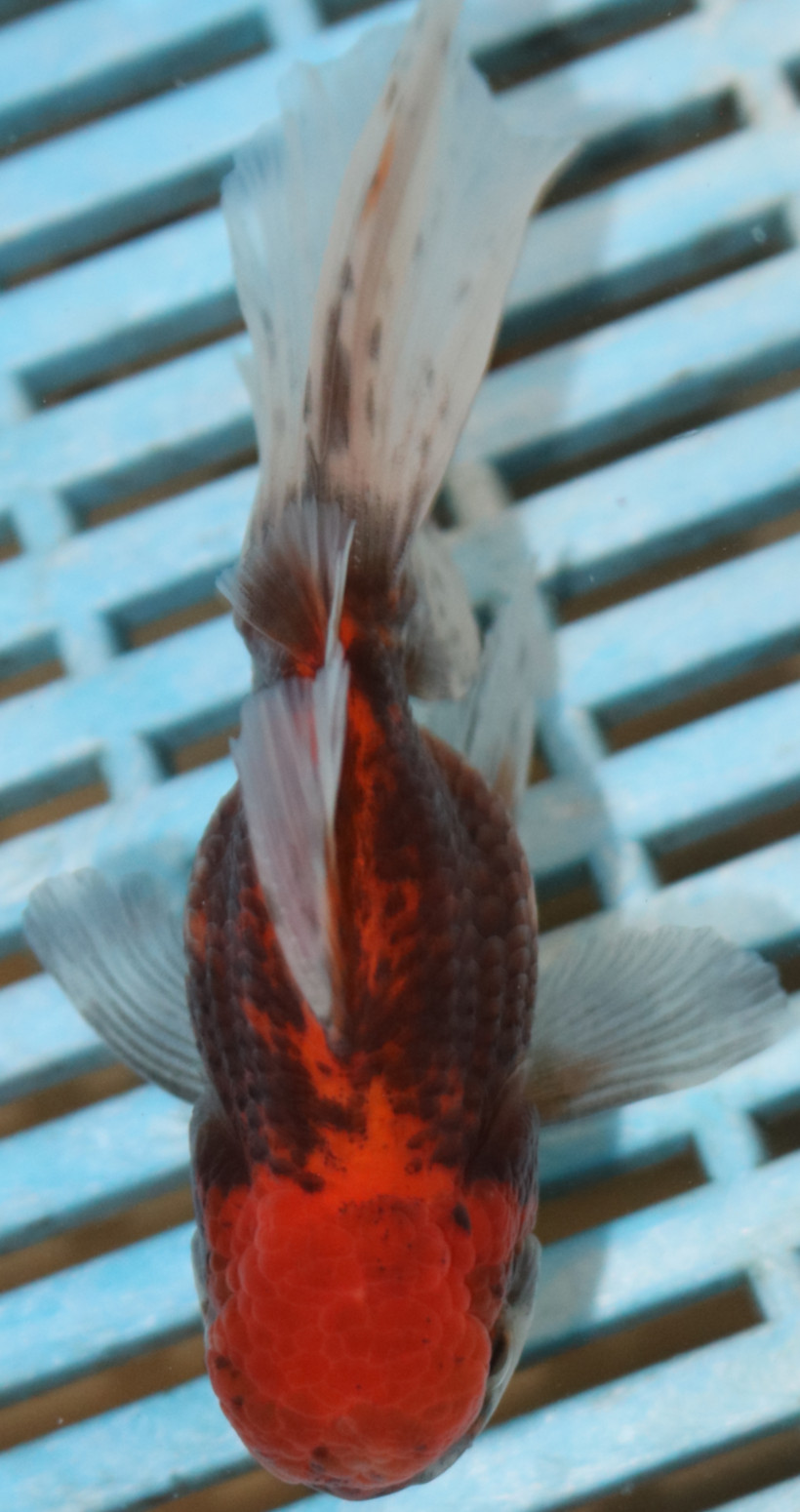 High Quality Oranda 9-11cm (AM51)