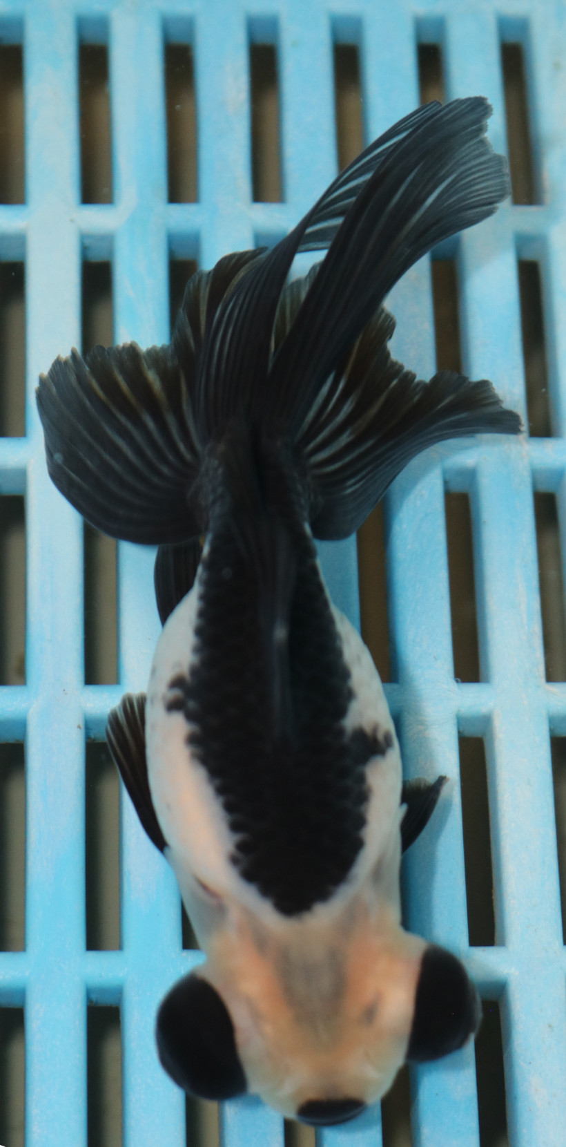 High Quality Telescopic Eye Fantail 11-13cm (AM81)