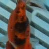 8-9cm High Quality Ranchu (AM261)