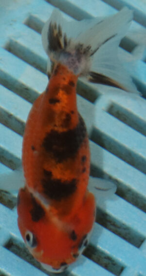 8-9cm High Quality Ranchu (AM261)