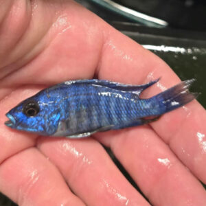 Photographed Peacock Cichlid 7-8cm (13)