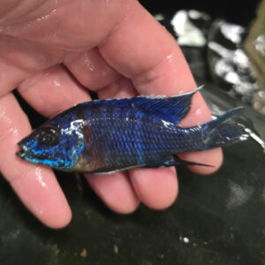 Photographed Peacock Cichlid 9-11cm (31)