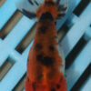8-9cm High Quality Ranchu (AM12)