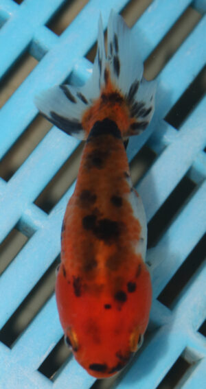 8-9cm High Quality Ranchu (AM12)