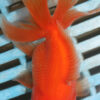 High Quality Oranda 9-11cm (AM52)  