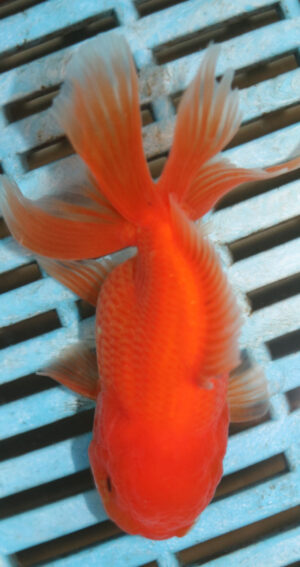 High Quality Oranda 9-11cm (AM52)  