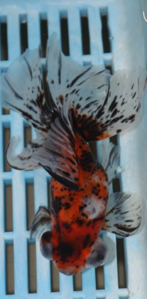 High Quality Telescopic Eye Fantail 11-13cm (AM82)