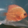 Super Red Discus 6cm