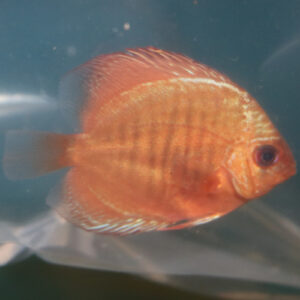 Super Red Discus 6cm