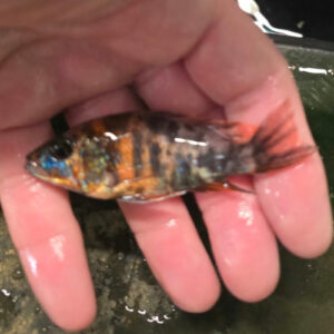 Photographed Peacock Cichlid 7-8cm (14)