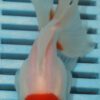High Quality Oranda 11-13cm (AM83)