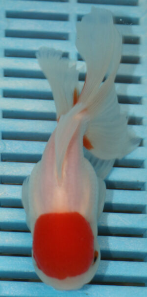 High Quality Oranda 11-13cm (AM83)