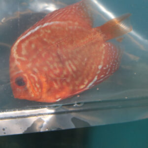Royal Blue Discus 5/6cm