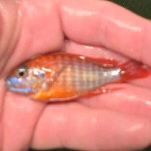 Photographed Peacock Cichlid 7-8cm (15)
