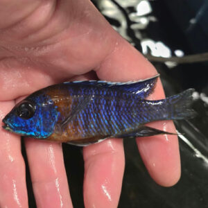 Photographed Peacock Cichlid 9-11cm (33)