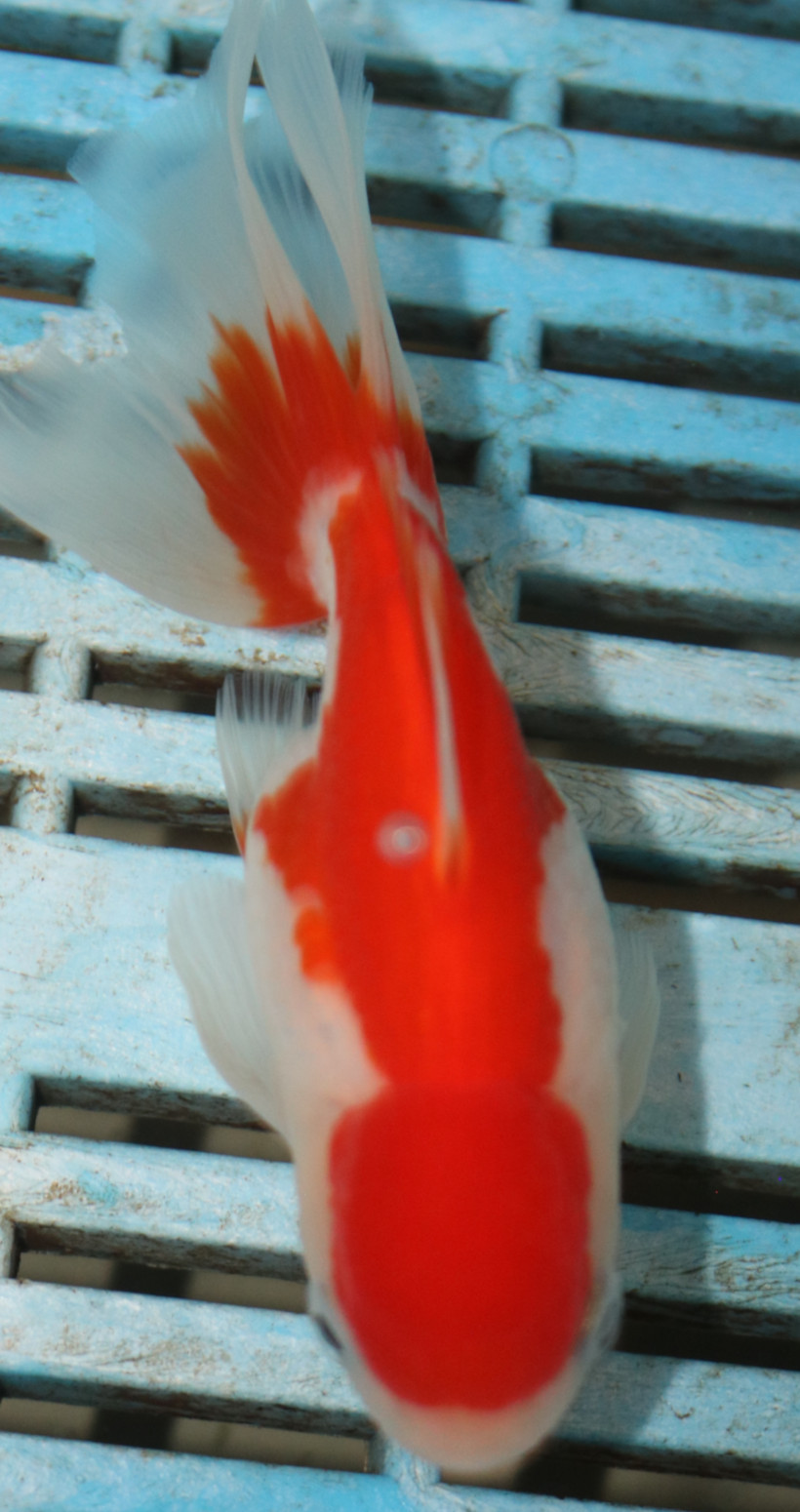 High Quality Oranda 9-11cm (AM54)