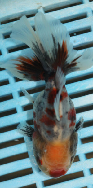 High Quality Oranda 11-13cm (AM84)